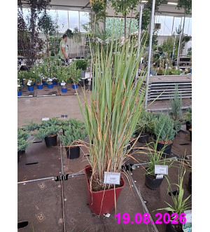 Panicum mix C 12 L